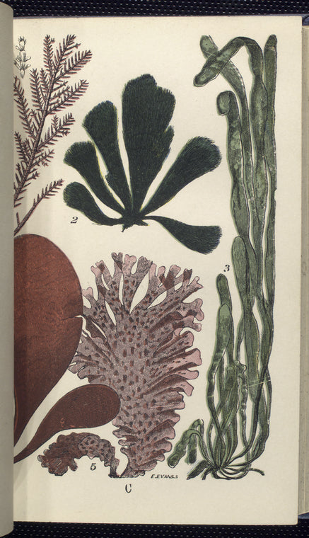 1. Corallina officinalis, Common Coralline. A portion of front, with terminal ceramidium; 2. Cladophora arcta; 3. Emteromorpha conpressa, Sea Grass; 4. Iridæa edulis, Dulse, or dillosk; 5. Nitophyllum punctatum