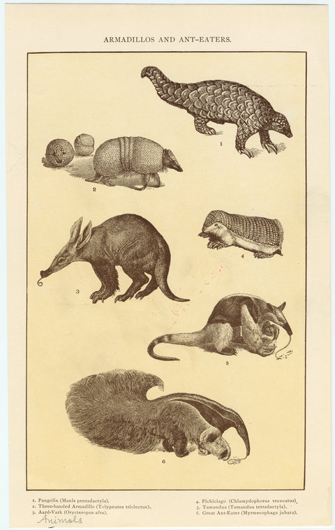Armadillos and ant-eaters