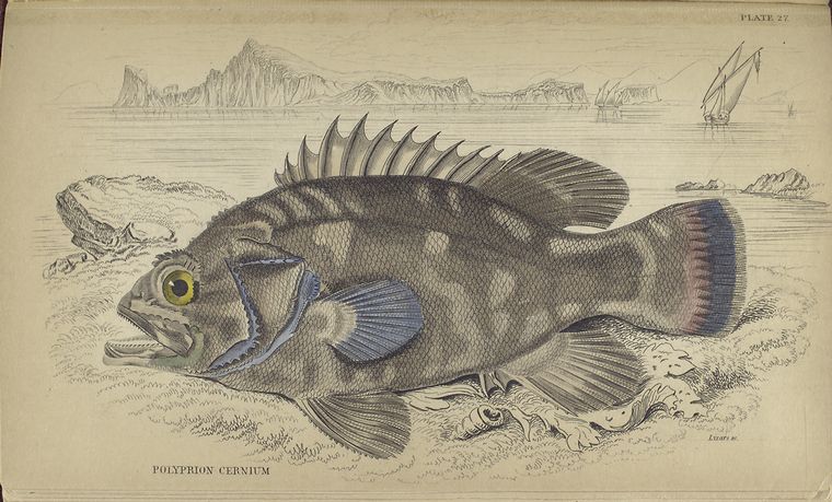 Polyprion cernium.