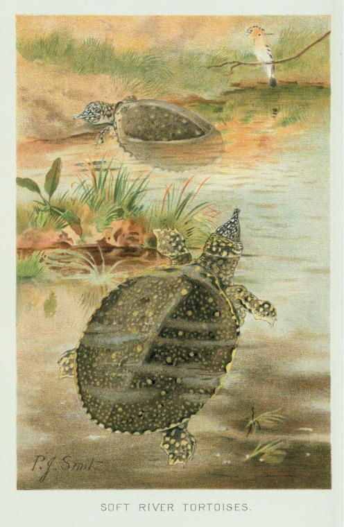 Soft River-Tortoise.