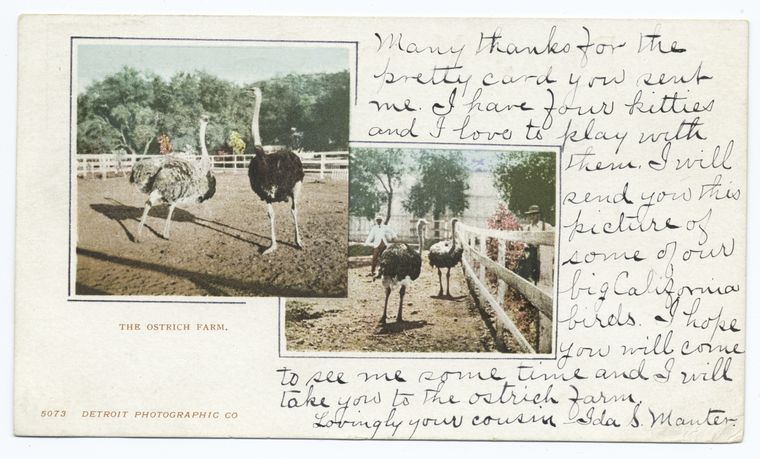 The Ostrich Farm, California