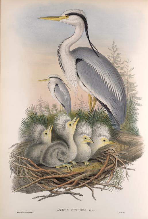 Adrea cinerea. Heron.