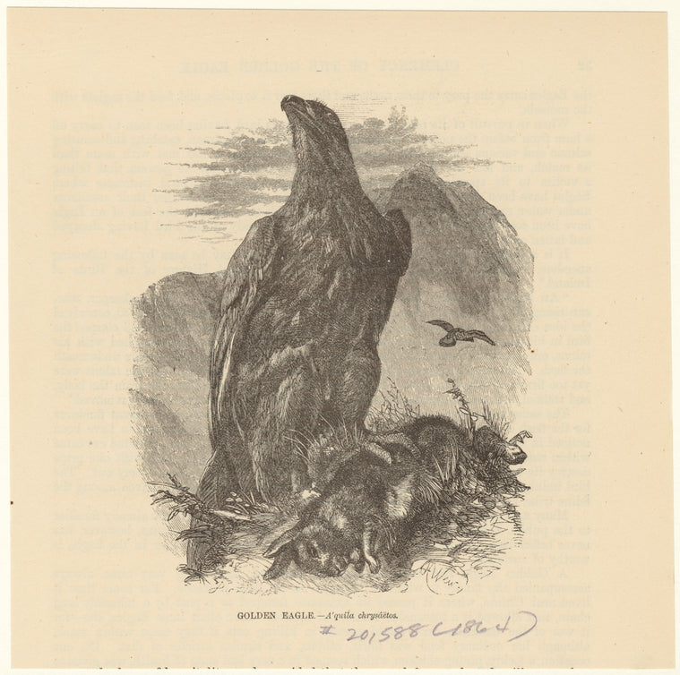 Golden eagle -- A'quila chrysáëtos
