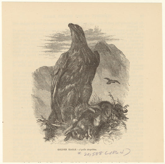Golden eagle -- A'quila chrysáëtos
