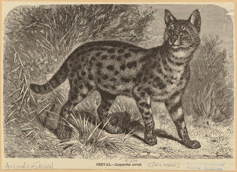 Serval -- Leopardus serval