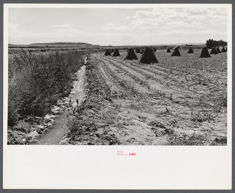 Shocks of sorghum cane for livestock on A.E. Scott farm northeast of Scottsbluff, Nebraska. (See general caption number one).