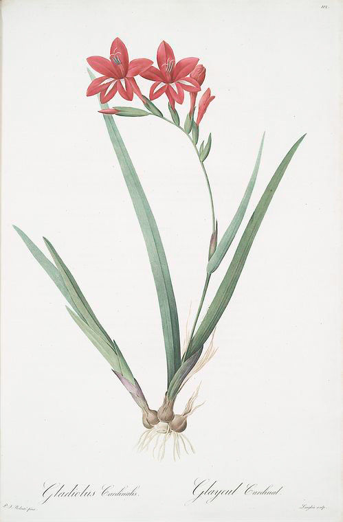 Gladiolus cardinalis