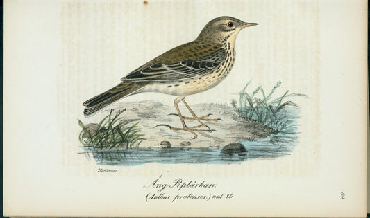Änf=piplärka. (Anthus pratensis.) nat: st: