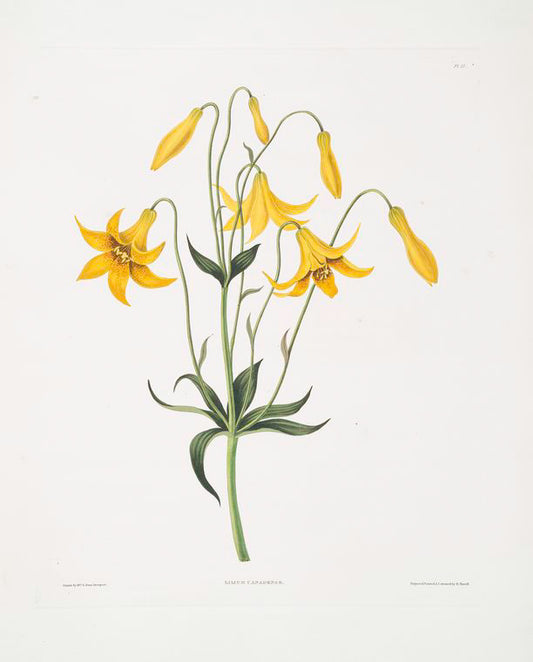 Lilium canadense. [Canada Lily, Wild Yellow Lily]