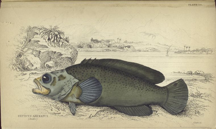 Rypticus arenatus (Andes).