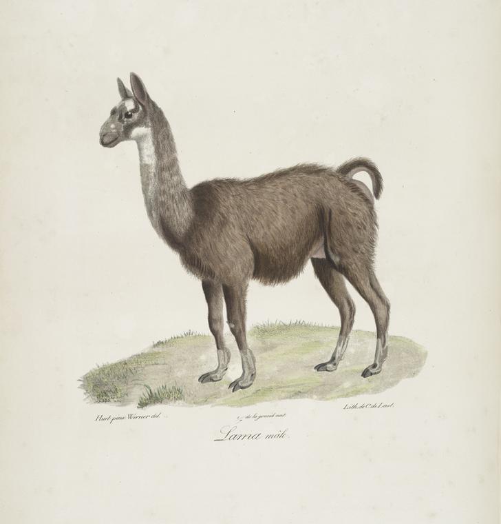 [Ruminans] Lama, mâle