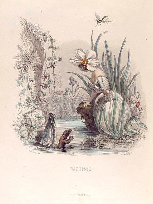 Narcisse. [Daffodil]