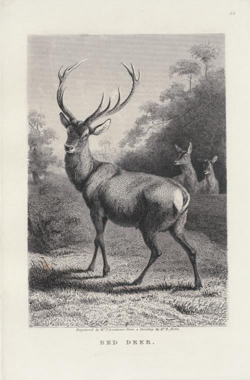 Red deer.