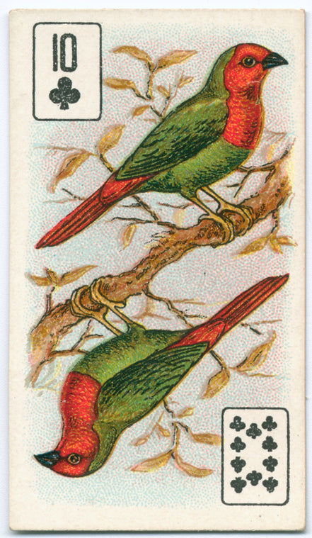 Birds of brilliant plummage.