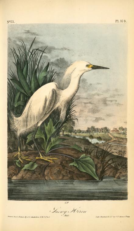 Snowy Heron, Male