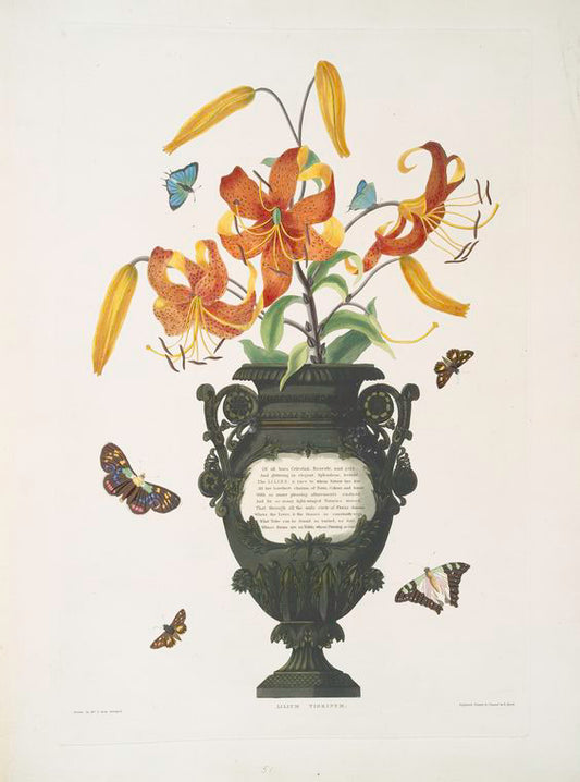 Lilium tigrinum