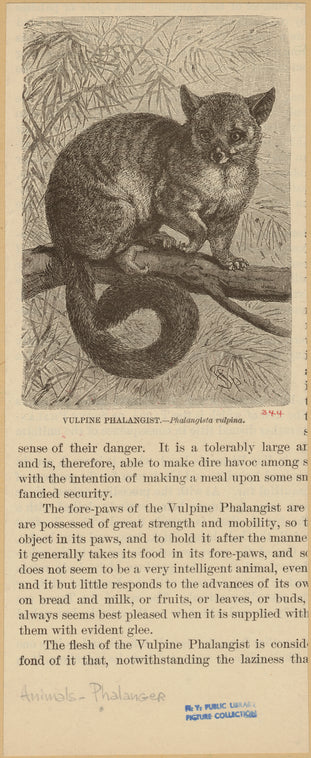 Vulpine phalangist -- Phalangista vulpina
