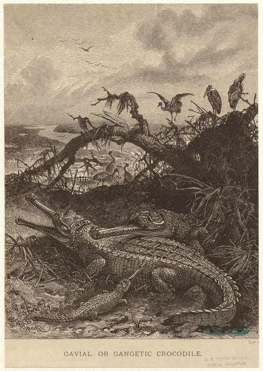 Gavial, or gangetic crocodile