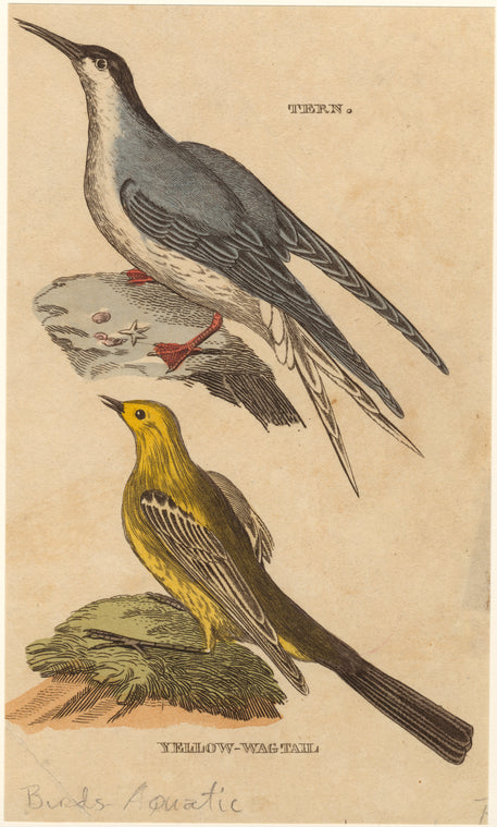 Tern ; Yellow- wagtail