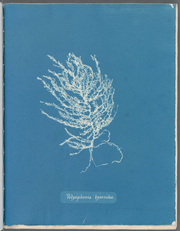 Polysiphonia byssoides