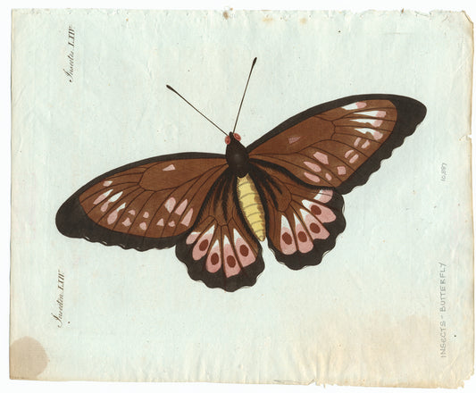 Insecten LXIV