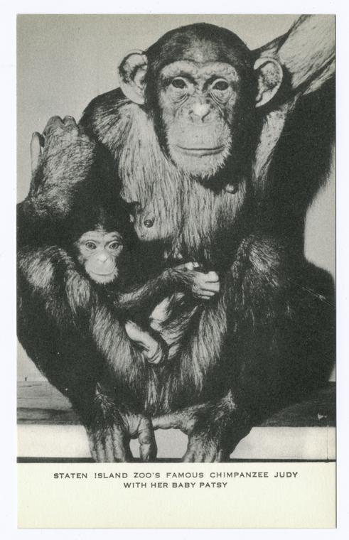 Staten Island Zoo'sFamous Chimpanzee Judy with her baby Patsy