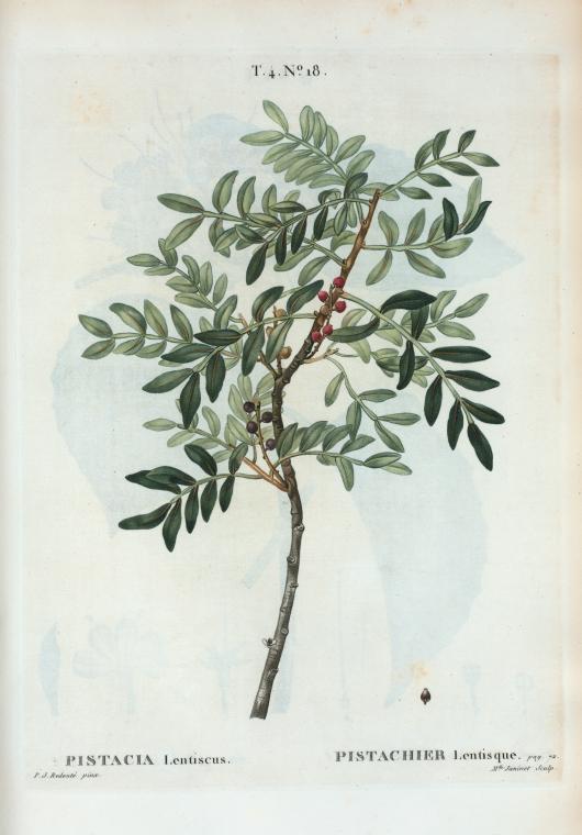 Pistacia lentiscus = Pistachier lentisque. [Mediterranean mastic tree which bears pistachio]