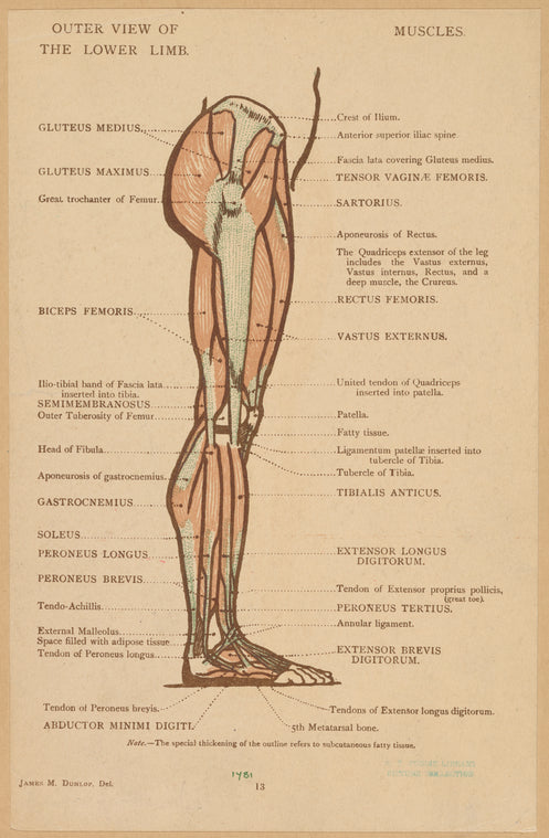 Outer view of the lower limb