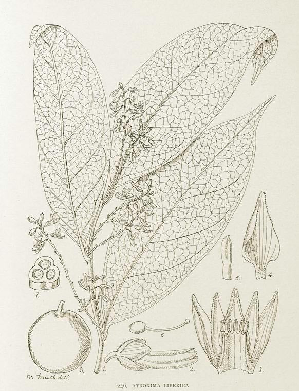 Atroxima liberica