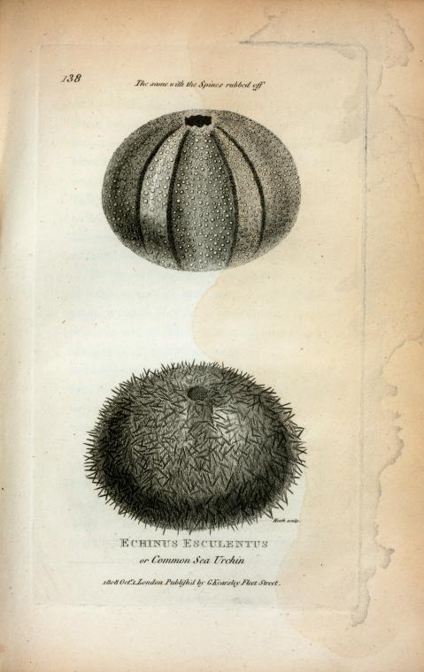 Echinus Esculentus or Common Sea Urchin; The same with the Spines rubbed off.