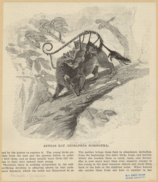 Aeneas rat (Didelphys dorsigera)
