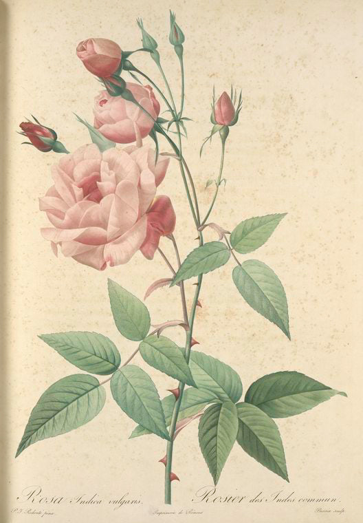 Rosa Indica Vulgaris; Rosier de Chine 'Old Blush China'