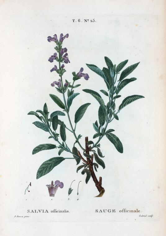 Salvia officinalis = Sauge officinale. [Garden sage]