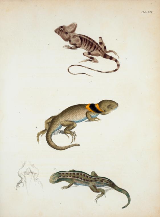 1. Chamæleopsis Hernandesii; 2. Tropidolepis torquatus; 3. Tropidolepis scalaris.
