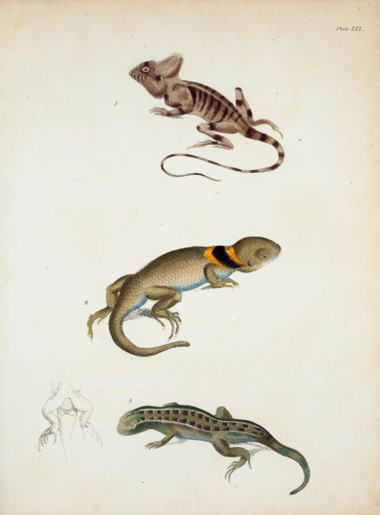 1. Chamæleopsis Hernandesii; 2. Tropidolepis torquatus; 3. Tropidolepis scalaris.