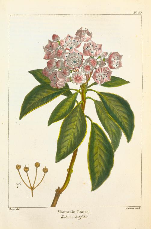 Mountain Laurel (Kalmia latifolia).