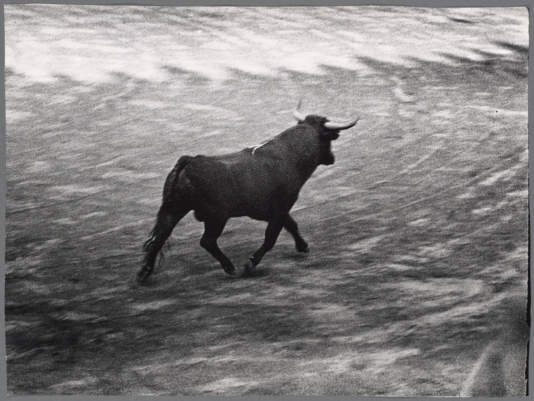 Bull fight, Barcelona.