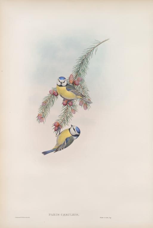 Parus cæruleus.  Blue Tit.