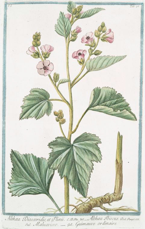 Althæa Dioscoridis, et Plinii = Althæa Ibiscus = Maluavisco = Guimauve ordinaire. [Marsh mallow]