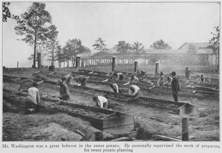 Mr. Washington was a great believer in the sweet potato; He personally supervised the work of preparing for sweet potato planting.