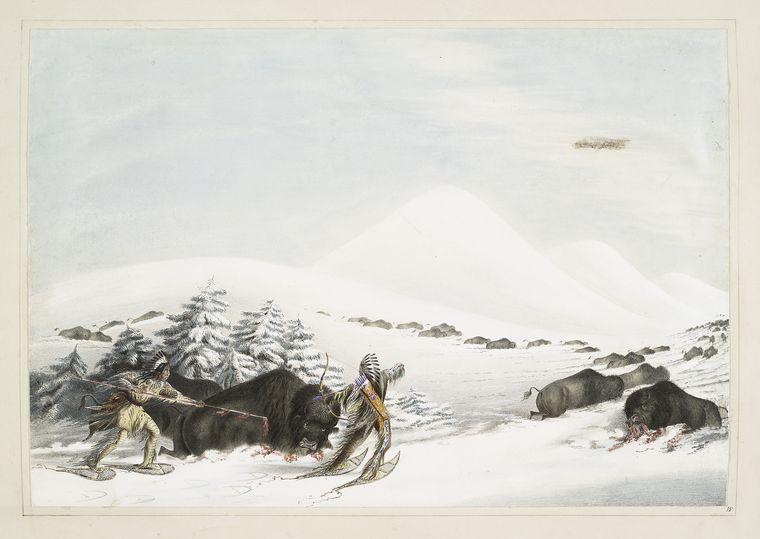Buffalo hunt. On snow shoes.
