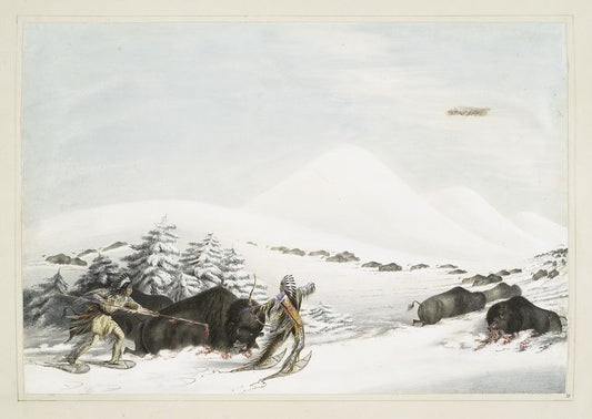 Buffalo hunt. On snow shoes.