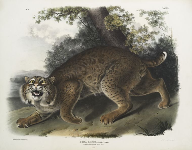 Lynx rufus, Common American Wild Cat. 3/4 Natural size. Male.