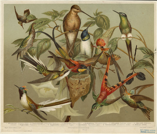 Hummingbirds