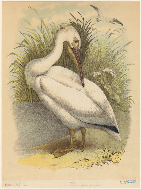 Pelecanus trachyrhynchus