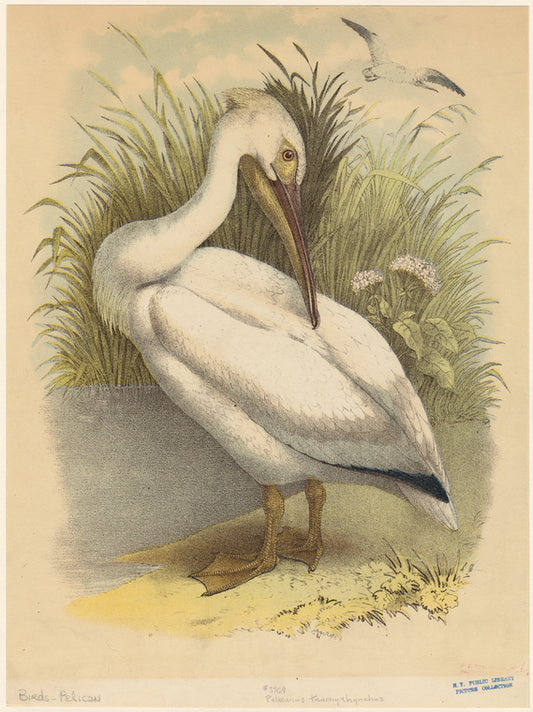Pelecanus trachyrhynchus