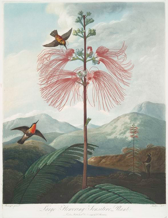 Large flowering sensitive plant.