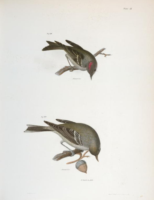 119. The Ruby-crowned Kinglet (Regulus calendula). 120. The Pine Warbler (Sylvicola pinus).