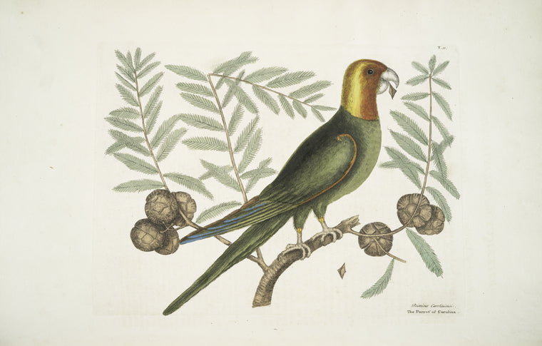 Psitticus Caroliniensis, The Parrot of Carolina.