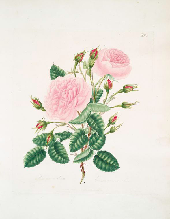 Rosa provincialisa